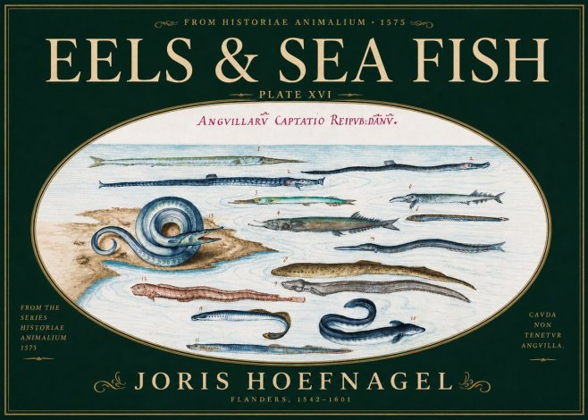 Joris Hoefnagel Eels and Sea Fish No6 - Affiche