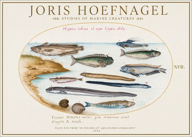 Joris Hoefnagel Plate Xvii from "De Piscibus Et Aquatilibus Animalibus" No1 - Affiche