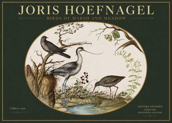 Joris Hoefnagel Birds of Marsh and Meadow No2 - Affiche
