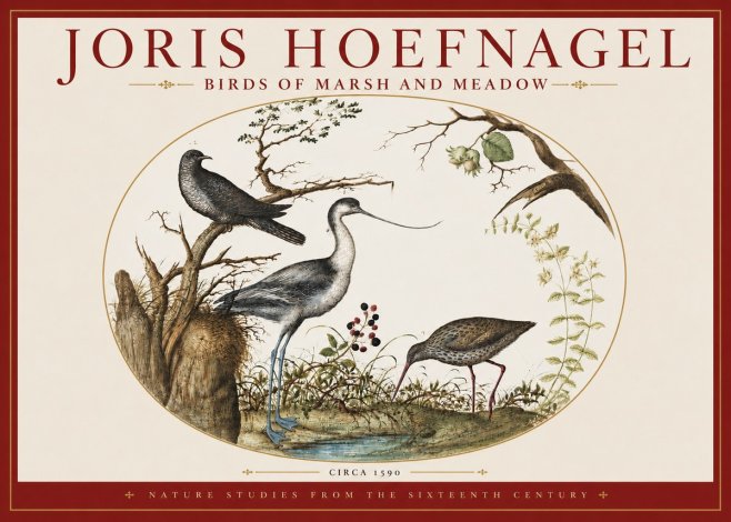 Joris Hoefnagel Birds of Marsh and Meadow No3 - Affiche