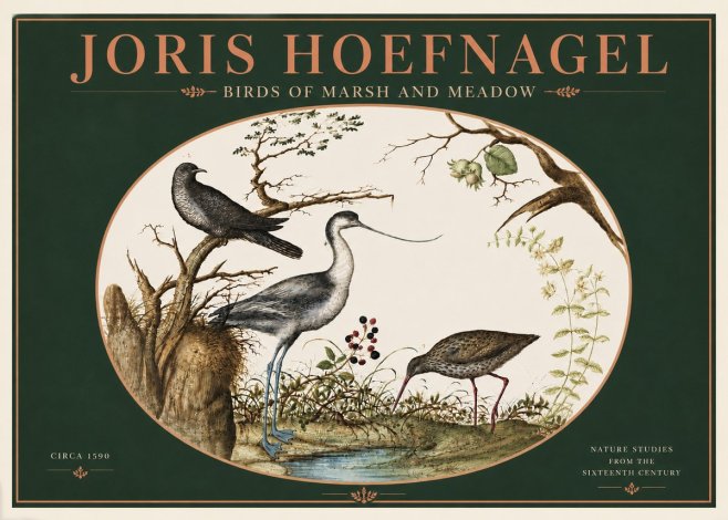 Joris Hoefnagel Birds of Marsh and Meadow No4 - Affiche