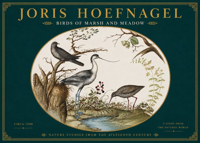 Joris Hoefnagel Birds of Marsh and Meadow No6 - Affiche