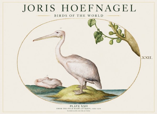 Joris Hoefnagel Plate Xxii No1 - Affiche