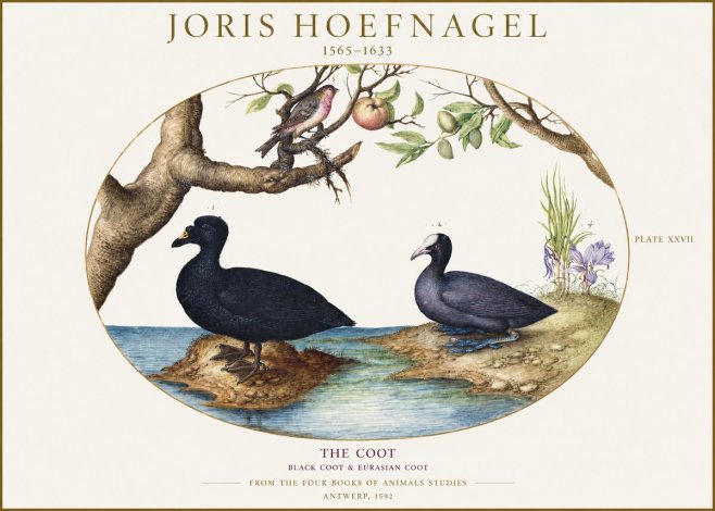 Joris Hoefnagel The Coot No1 - Affiche