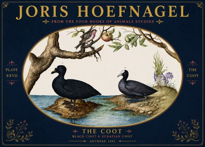 Joris Hoefnagel The Coot No6 - Affiche