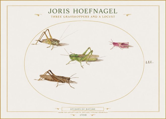 Joris Hoefnagel Three Grasshoppers and a Locust No1 - Affiche