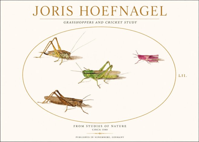 Joris Hoefnagel Three Grasshoppers and a Locust No2 - Affiche