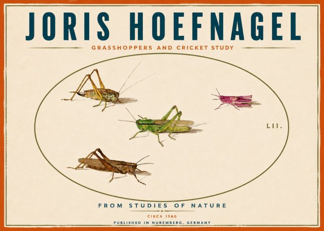 Joris Hoefnagel Three Grasshoppers and a Locust No6 - Affiche