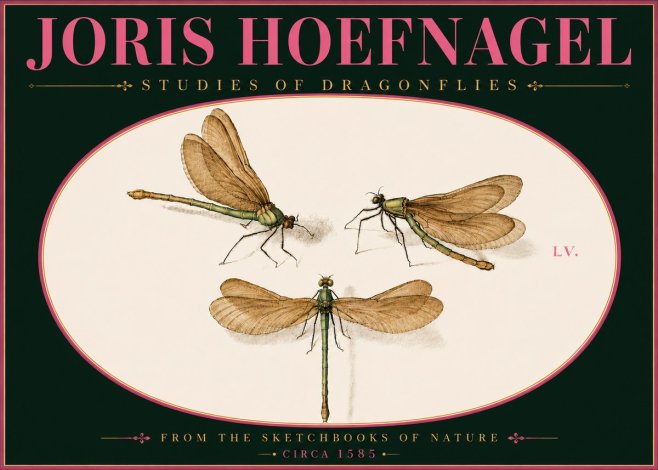 Joris Hoefnagel Studies of Dragonflies No6 - Affiche