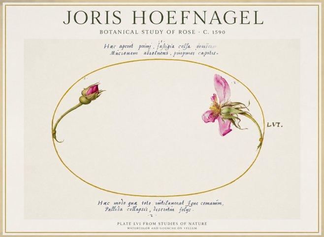 Joris Hoefnagel Botanical Study of Rose No1 - Affiche