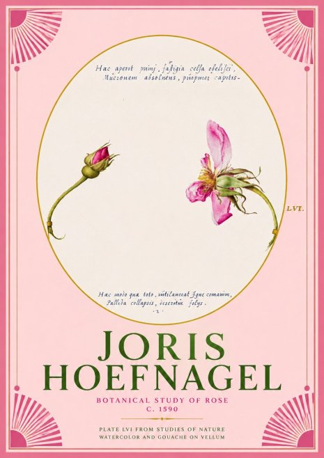 Joris Hoefnagel Botanical Study of Rose No2 - Affiche