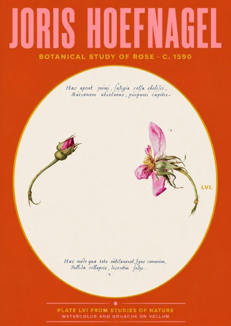 Joris Hoefnagel Botanical Study of Rose No4 - Affiche
