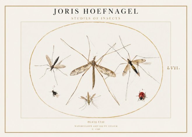 Joris Hoefnagel Studies of Insects II No1 - Affiche