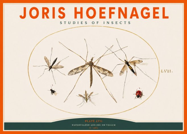 Joris Hoefnagel Studies of Insects II No2 - Affiche