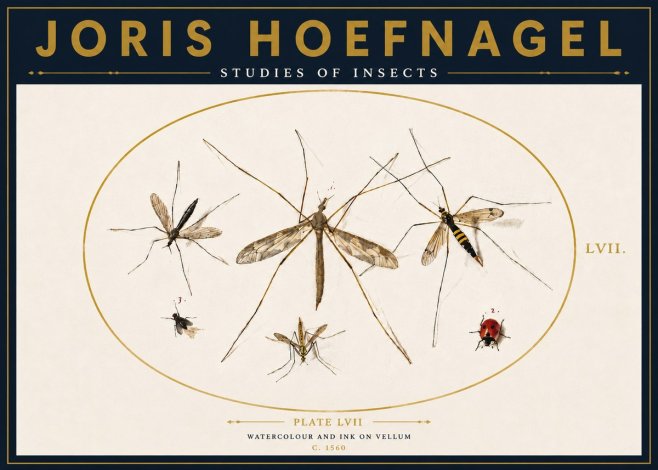 Joris Hoefnagel Studies of Insects II No4 - Affiche