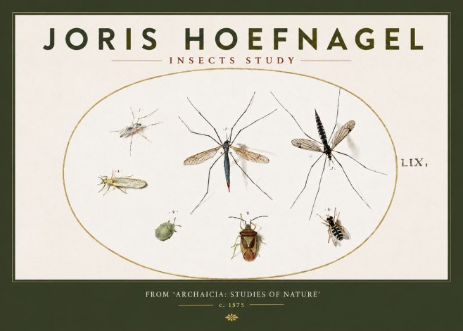 Joris Hoefnagel Insects Study I No3 - Affiche