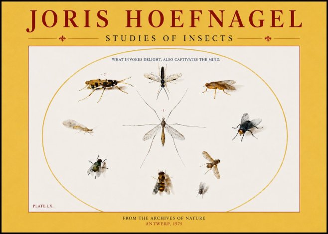 Joris Hoefnagel Studies of Insects III No4 - Affiche