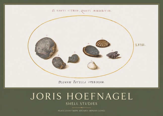Joris Hoefnagel Six Shells No5 - Affiche