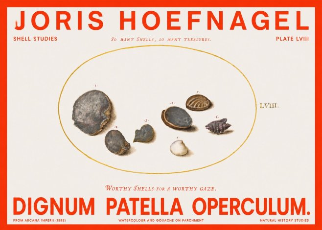Joris Hoefnagel Six Shells No6 - Affiche