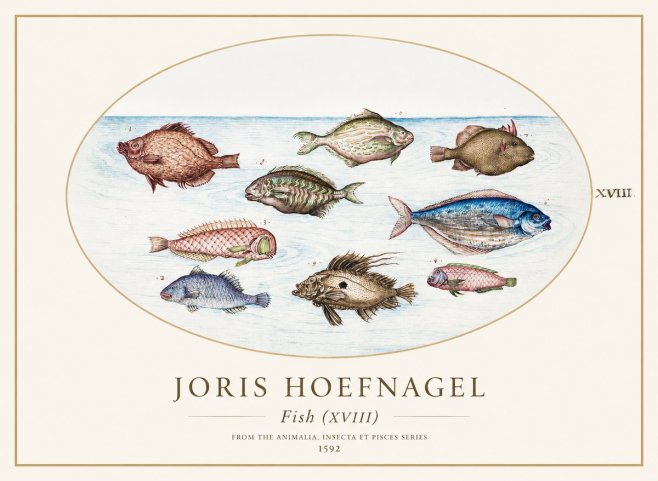 Joris Hoefnagel Studies of Fish I No2 - Affiche