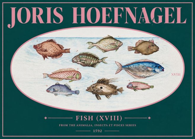 Joris Hoefnagel Studies of Fish I No3 - Affiche