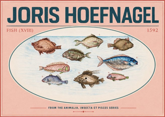 Joris Hoefnagel Studies of Fish I No6 - Affiche