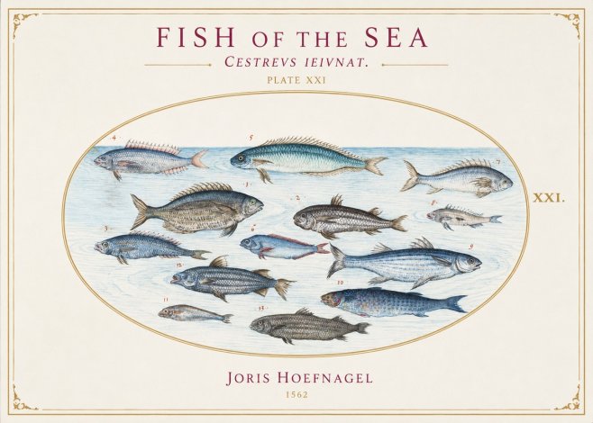Joris Hoefnagel Fish of the Sea - Cestrevs Ieivnat. Plate Xxi No1 - Affiche
