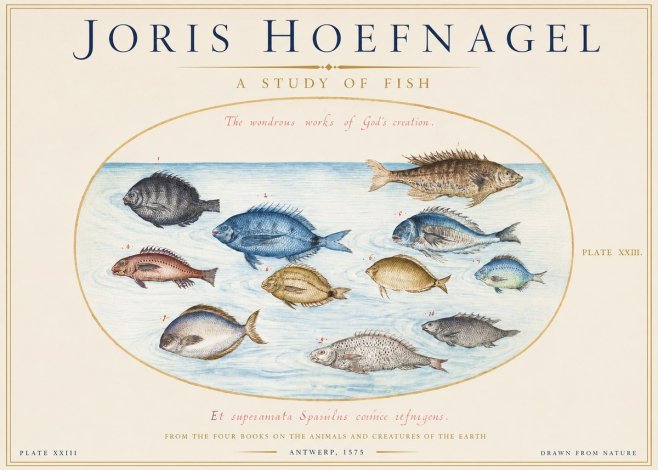 Joris Hoefnagel A Study of Fish No1 - Affiche