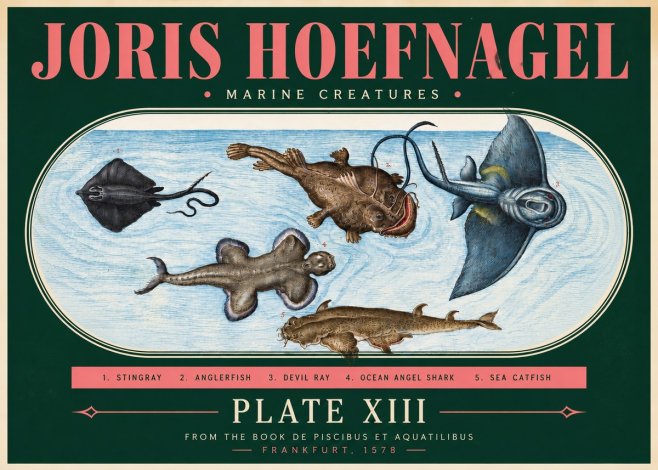 Joris Hoefnagel Marine Creatures Plate Xiii No3 - Affiche