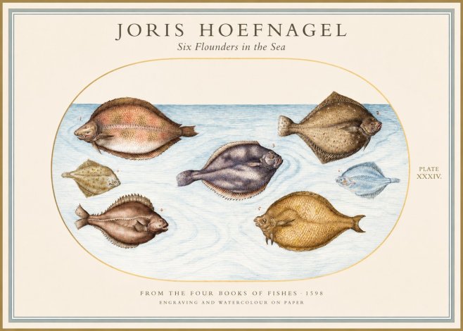 Joris Hoefnagel Six Flounders in the Sea No1 - Affiche