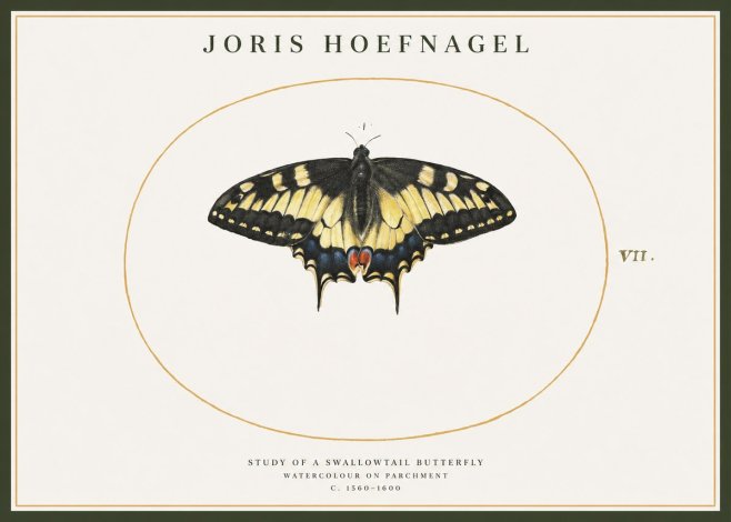 Joris Hoefnagel Study of a Swallowtail Butterfly No1 - Affiche