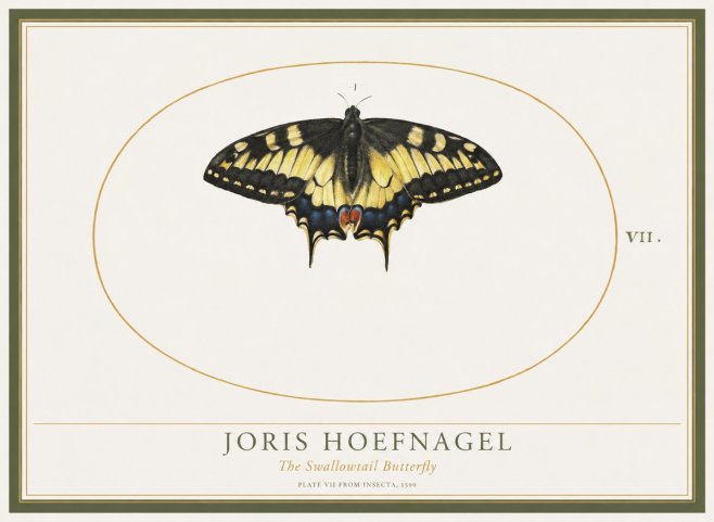 Joris Hoefnagel Study of a Swallowtail Butterfly No5 - Affiche