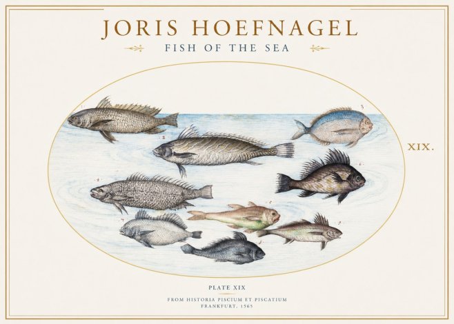 Joris Hoefnagel Fish of the Sea No1 - Affiche