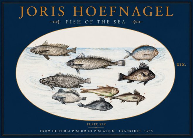 Joris Hoefnagel Fish of the Sea No2 - Affiche