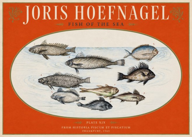 Joris Hoefnagel Fish of the Sea No3 - Affiche