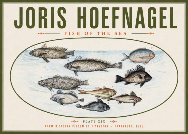 Joris Hoefnagel Fish of the Sea No4 - Affiche