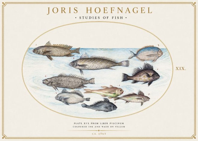 Joris Hoefnagel Fish of the Sea No6 - Affiche