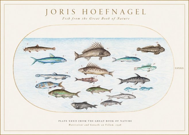 Joris Hoefnagel Fish from the Great Book of Nature No1 - Affiche