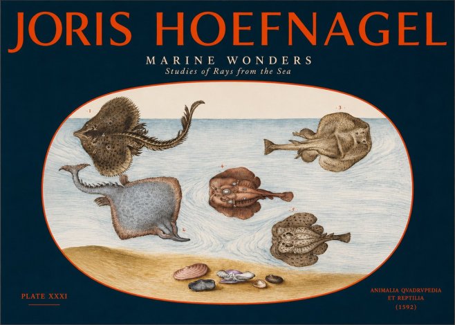 Joris Hoefnagel Studies of Rays and Shells No3 - Affiche