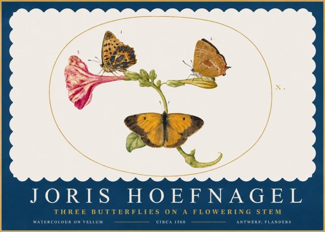 Joris Hoefnagel Three Butterflies on a Flowering Stem No2 - Affiche