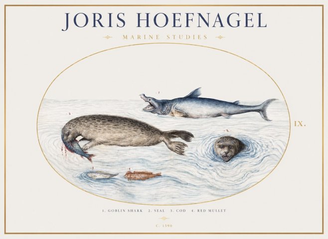 Joris Hoefnagel Marine Studies No1 - Affiche
