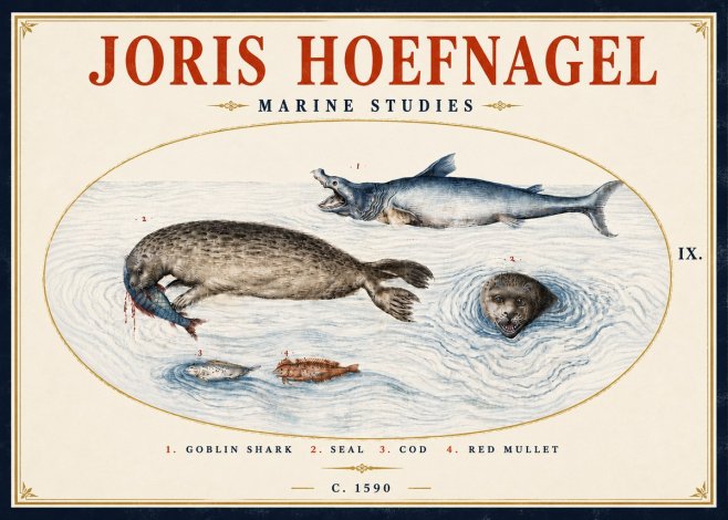 Joris Hoefnagel Marine Studies No5 - Affiche