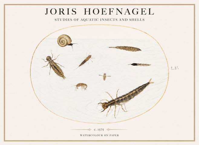 Joris Hoefnagel Studies of Aquatic Insects and Shells No1 - Affiche