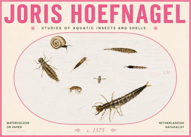 Joris Hoefnagel Studies of Aquatic Insects and Shells No6 - Affiche