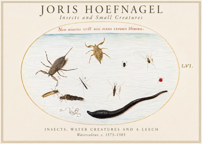 Joris Hoefnagel Insects and Aquatic Creatures No2 - Affiche
