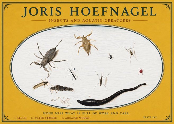 Joris Hoefnagel Insects and Aquatic Creatures No3 - Affiche