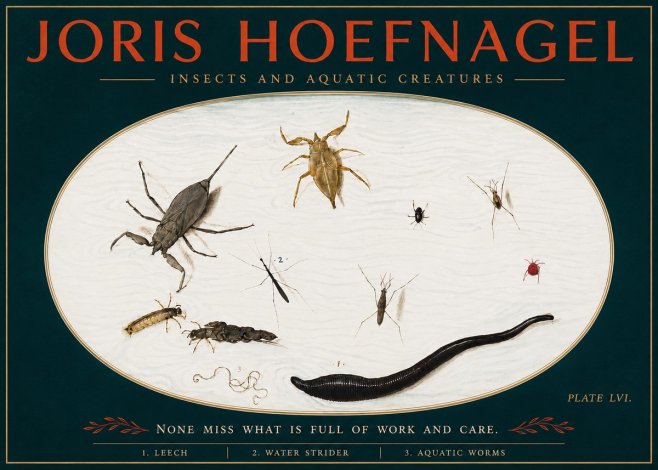 Joris Hoefnagel Insects and Aquatic Creatures No4 - Affiche