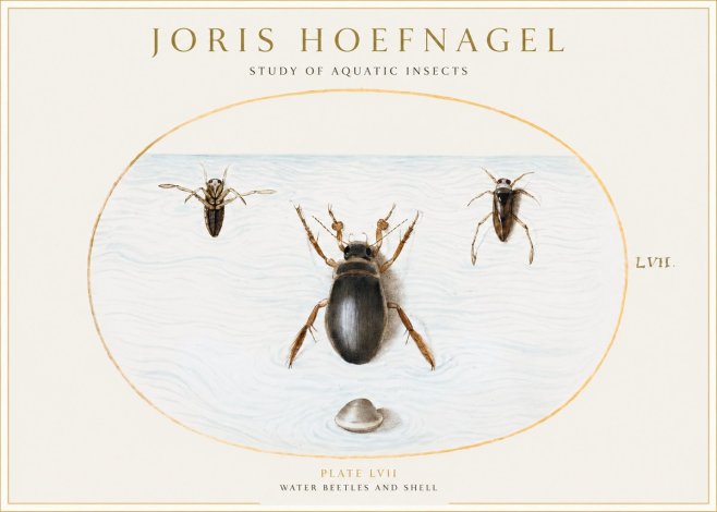 Joris Hoefnagel Water Beetles and Shell No1 - Affiche