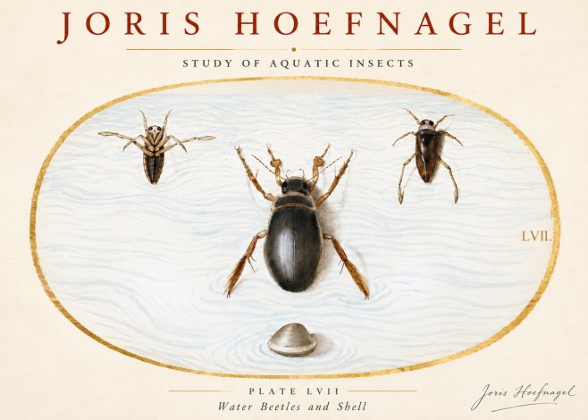 Joris Hoefnagel Water Beetles and Shell No3 - Affiche