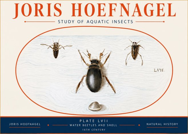 Joris Hoefnagel Water Beetles and Shell No4 - Affiche
